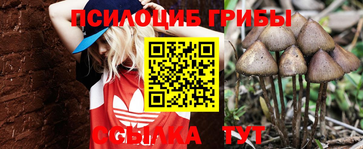 Галлюциногенные грибы Psilocybe Ялуторовск